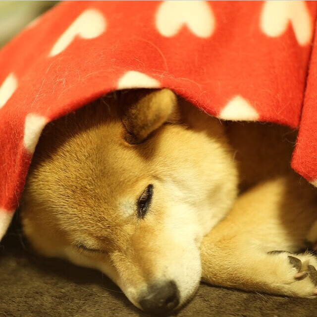 欧洲杯激情点燃:每一场都精彩纷呈,欧洲杯名场面