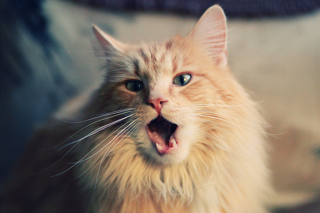 英格兰橄榄球场馆翻新项目启动,英格兰橄榄球超级联赛积分榜