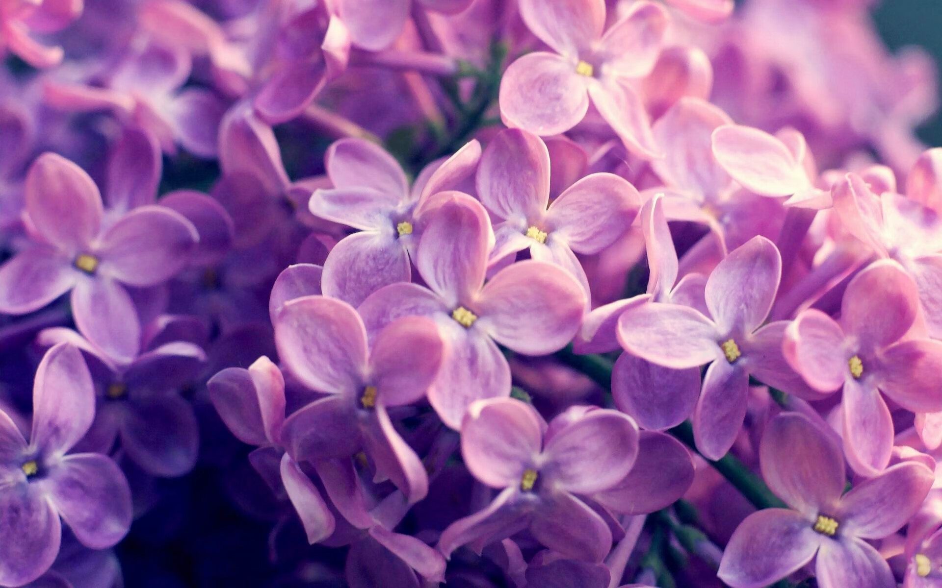 艾比·德尔福:坚如磐石的防守能力,成为南非队的后防屏障,《艾比·里德尔》